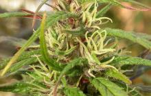 Oldtimer’s Haze by Ace Seeds