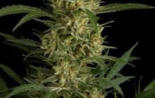 Cannapedia: Skvělá odrůda konopí Amnesia Auto od seedbanky World of Seeds vás potěší