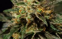 O. Z. Kush od Bulldog Seeds