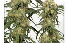 Pamir Gold by Dutch Passion