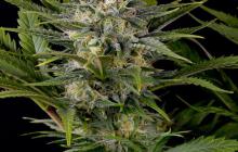Pineapple Skunk by Humboldt Seeds