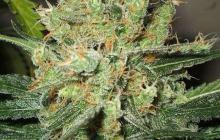 Pure Power Plant by Nirvana Seeds