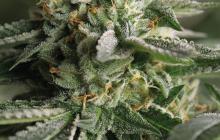 Remo Chemo by Dinafem