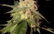 Cannapedia.cz: OG Kush od Reserva Privada 