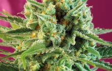 S.A.D. Sweet Afgani Delicious CBD® by Sweet Seeds
