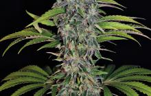 S.A.G.E.® CBD by TH Seeds