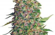 BCN Critical XXL by Seed Stockers