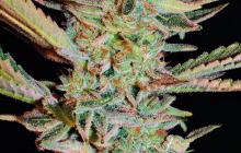 Bubble Gum by Serious Seeds