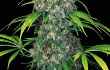 Double Dutch by Serious Seeds