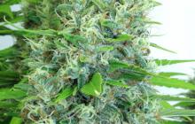 Kali Mist by Serious Seeds