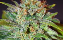 Skunk 47 by World of Seeds