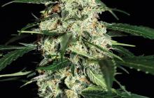 Skunk Auto by Strain Hunters Seed Bank