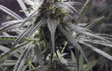 Snow White by Spliff Seeds