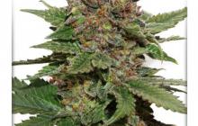Strawberry Cough - Dutch Passion