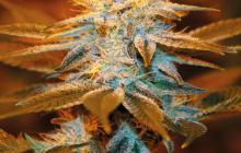 Strawberry Glue by TH Seeds