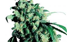 Cannapedia.cz: Super Skunk Auto od Sensi Seeds
