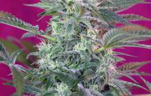 Big Foot by Sweet Seeds