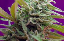 Black Jack Auto by Sweet Seeds bank / Black Jack Auto by Sweet Seeds bank