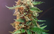 Cannapedia: Bulldog Seeds a jejich konopná odrůda Autoflower Haze potěší každého milovníka dlouhého kouře / Check Autoflower Haze by Bulldog Seeds 
