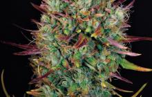 Auto MK Ultra Kush by TH seeds