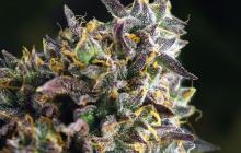 French Cookies by TH Seeds