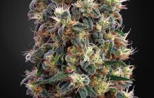 The Church by Green House Seeds