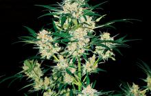 AK-49 by Vision Seeds