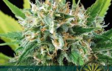 Cannapedia: Odrůda konopí Amnesia od seedbanky Vision Seeds