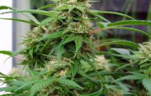 Nirvana Seeds - White Rhino