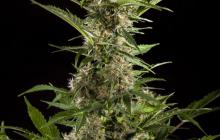 White Yoda Auto by Philosopher Seeds
