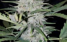 White Cheese Auto by Sumo Seeds