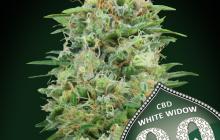 White Widow CBD by 00 Seeds