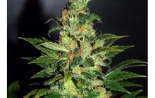 Chronic Haze by World of Seeds / Chronic Haze od World of Seeds