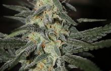 Northen Light x Big Bud by World of Seeds