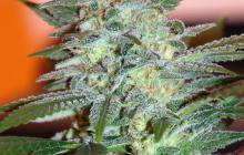 Yumbolt 47 by World of Seeds