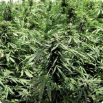 Check Afghan Express marijuana strain by Positronic Seeds on Cannapedia cannabis strain encyklopedia