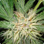cannabis strain Amnesia on cannapedia