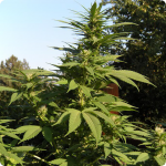 Cannapedia.cz konopná encyklopedia Afghan Kush x Black Domina