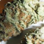 Afghan Kush x Yumbolt on Cannapedia marijuana strain encyklopedia