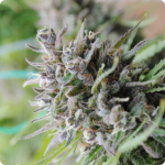 Cannapedia.cz presents Baby Boom Auto marijuana seeds by Kannabia seedbank