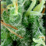 Cannapedia.cz - Best marijuana seeds database: Arjan’s Strawberry Haze by Green House Seeds