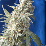 Cannapedia: weed seeds AK-47 by seedbank Serious Seeds