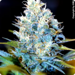 Cannapedia: marihuana strain AK-47