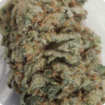 Cannapedia: weed strain ak-47 by Serious Seeds