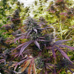 Cannapedia: Cannabis strain Biddy Early by seedbank Serious Seeds