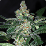 Cannapedia: Amnesia marihuana strain by Positronic Seeds