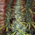 Cannapedia.cz: konopná odrůda Critical Jack Herer Auto od seedbanky Delicious Seeds