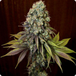Blue Widow by Dinafem cannabis strain on Cannapedia