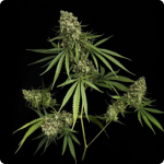 Critical+ marijuana strain by Dinafem seedbank