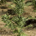 Cannapedia: Automaria II by Paradise Seeds